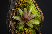 Neoregelia atlantis Bromelie ungetopft 11 cm – tropische Zimmerpflanze & Terrarienpflanze für Feuchtraumterrarium
