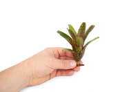 Neoregelia atlantis Bromelie ungetopft 11 cm – tropische Zimmerpflanze & Terrarienpflanze für Feuchtraumterrarium