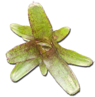 Neoregelia atlantis, ungetopft