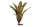 Neoregelia atlantis Bromelie ungetopft 11 cm – tropische Zimmerpflanze & Terrarienpflanze für Feuchtraumterrarium
