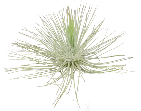 Tillandsia magnusiana XL