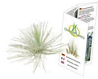 Tillandsia magnusiana XL