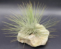 Tillandsia magnusiana XL