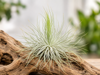Tillandsia magnusiana XL – silbrige Luftpflanze ca. 9–11 cm – Tillandsie mit feinen Blättern – Air Plant ohne Erde für Terrarium, Holz, Stein & Pflanzen-Deko