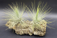 Tillandsia magnusiana XL