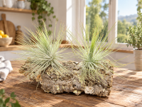 Tillandsia magnusiana XL – silbrige Luftpflanze ca. 9–11 cm – Tillandsie mit feinen Blättern – Air Plant ohne Erde für Terrarium, Holz, Stein & Pflanzen-Deko