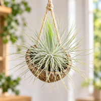 Tillandsia magnusiana XL – silbrige Luftpflanze ca. 9–11 cm – Tillandsie mit feinen Blättern – Air Plant ohne Erde für Terrarium, Holz, Stein & Pflanzen-Deko