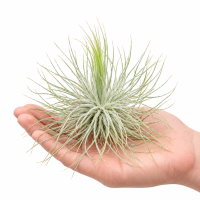 Tillandsia magnusiana XL – silbrige Luftpflanze ca. 9–11 cm – Tillandsie mit feinen Blättern – Air Plant ohne Erde für Terrarium, Holz, Stein & Pflanzen-Deko