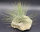 Tillandsia magnusiana XL