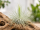 Tillandsia magnusiana XL – silbrige Luftpflanze ca. 9–11 cm – Tillandsie mit feinen Blättern – Air Plant ohne Erde für Terrarium, Holz, Stein & Pflanzen-Deko