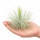 Tillandsia magnusiana XL – silbrige Luftpflanze ca. 9–11 cm – Tillandsie mit feinen Blättern – Air Plant ohne Erde für Terrarium, Holz, Stein & Pflanzen-Deko