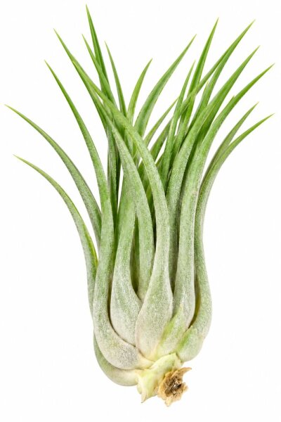 Tillandsia kolbii XL ca. 10 cm – Luftpflanze ohne Erde – Air Plant