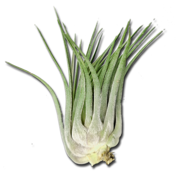 Tillandsia kolbii XL