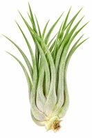 Tillandsia kolbii XL ca. 10 cm – Luftpflanze ohne...