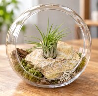 Tillandsia kolbii XL ca. 10 cm – Luftpflanze ohne...