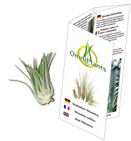 Tillandsia kolbii XL