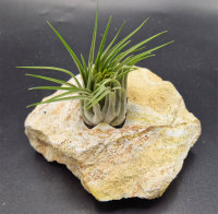 Tillandsia kolbii XL