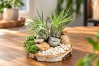 Tillandsia kolbii XL ca. 10 cm – Luftpflanze ohne Erde – Air Plant