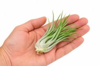 Tillandsia kolbii XL ca. 10 cm – Luftpflanze ohne Erde – Air Plant