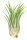 Tillandsia kolbii XL ca. 10 cm – Luftpflanze ohne Erde – Air Plant