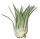 Tillandsia kolbii XL