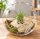 Tillandsia kolbii XL ca. 10 cm – Luftpflanze ohne Erde – Air Plant