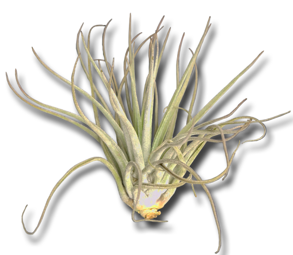 Tillandsia oaxacana XL