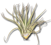 Tillandsia oaxacana XL