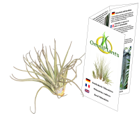 Tillandsia oaxacana XL