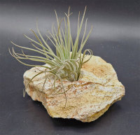 Tillandsia oaxacana XL