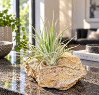 Tillandsia oaxacana XL – silbrige Luftpflanze ca. 9–11 cm – pflegeleichte Air Plant ohne Erde – Tillandsie für Terrarium, Holz, Stein & Pflanzen-Deko