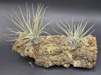 Tillandsia oaxacana XL