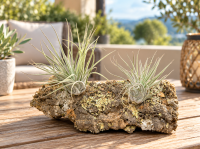 Tillandsia oaxacana XL – silbrige Luftpflanze ca. 9–11 cm – pflegeleichte Air Plant ohne Erde – Tillandsie für Terrarium, Holz, Stein & Pflanzen-Deko
