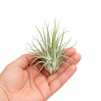 Tillandsia oaxacana XL – silbrige Luftpflanze ca. 9–11 cm – pflegeleichte Air Plant ohne Erde – Tillandsie für Terrarium, Holz, Stein & Pflanzen-Deko