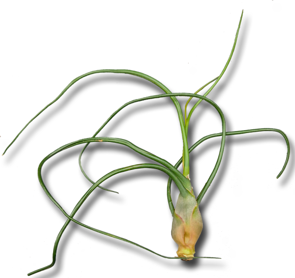 Tillandsia bulbosa XL