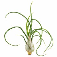 Tillandsia bulbosa XL ca. 20 cm – große...