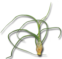 Tillandsia bulbosa XL