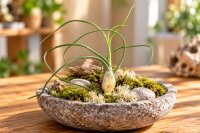 Tillandsia bulbosa XL ca. 20 cm – große...