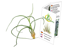 Tillandsia bulbosa XL