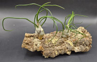 Tillandsia bulbosa XL