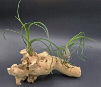 Tillandsia bulbosa XL