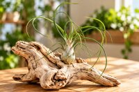 Tillandsia bulbosa XL ca. 20 cm – große Luftpflanze ohne Erde – Air Plant
