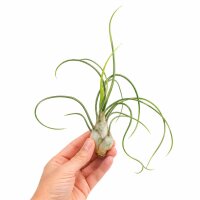 Tillandsia bulbosa XL ca. 20 cm – große Luftpflanze ohne Erde – Air Plant