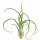 Tillandsia bulbosa XL ca. 20 cm – große Luftpflanze ohne Erde – Air Plant