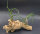 Tillandsia bulbosa XL