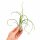 Tillandsia bulbosa XL ca. 20 cm – große Luftpflanze ohne Erde – Air Plant