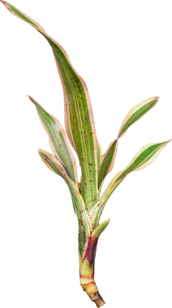 Bromeliengewächs, Neoregelia iphigenie, ungetopft