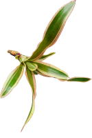 Bromeliengewächs, Neoregelia iphigenie, ungetopft
