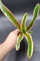 Bromeliengewächs, Neoregelia iphigenie, ungetopft