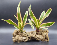 Bromeliengewächs, Neoregelia iphigenie, ungetopft